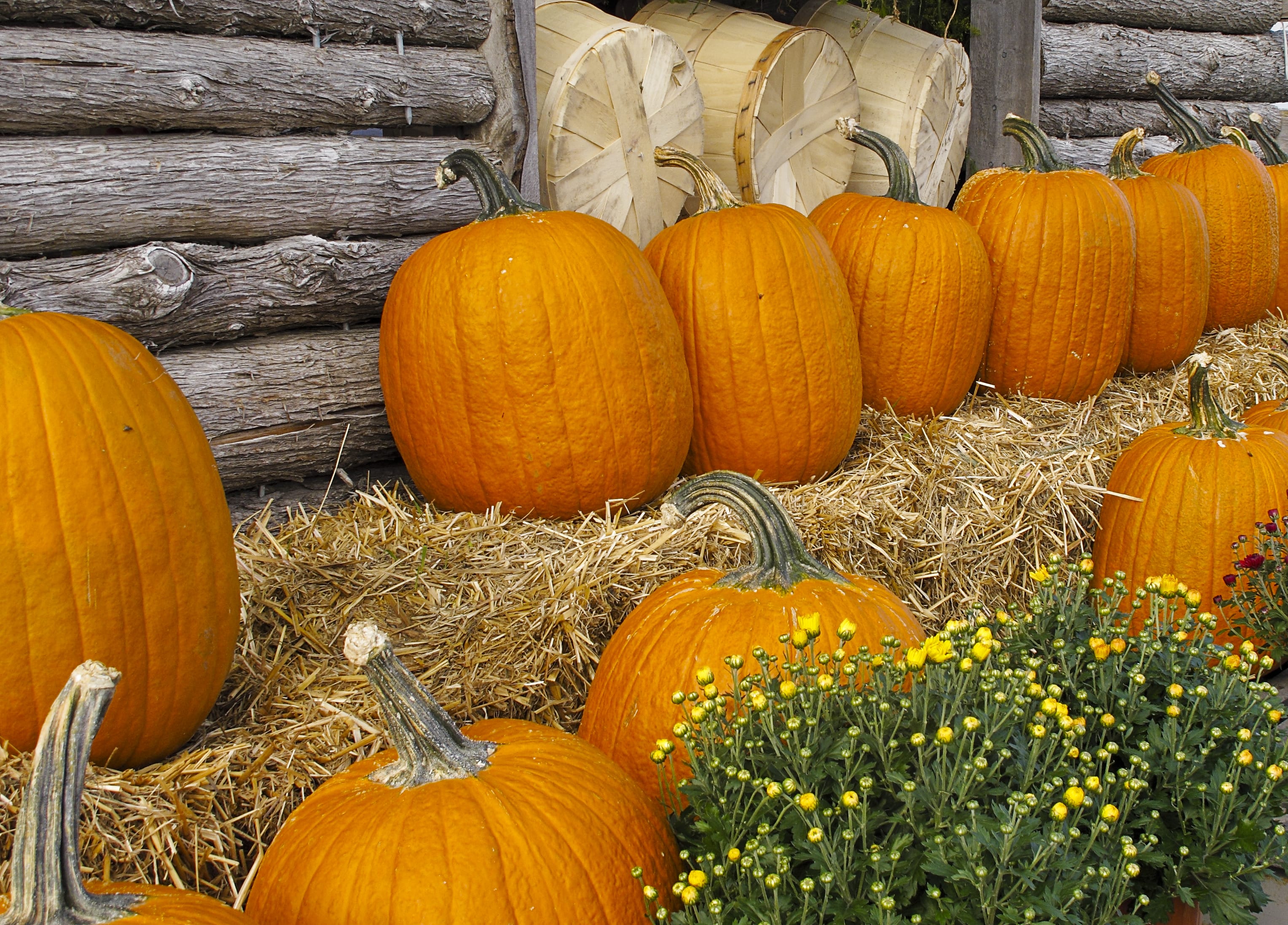 It's pumpkin season at the Farmer's Market.