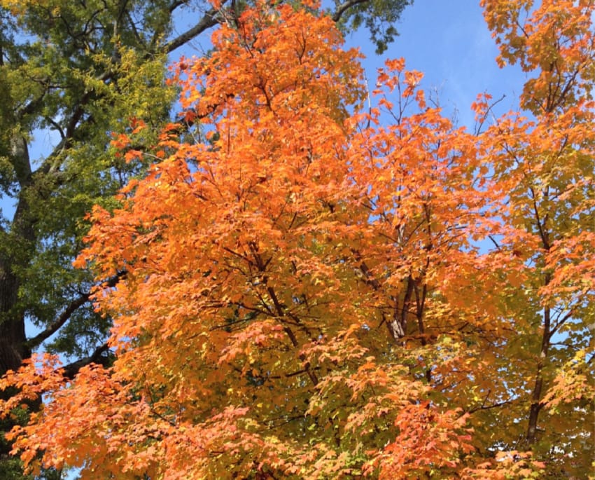 There's a crispness in the air and the trees are beginning to turn in Tuscaloosa.
