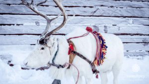 Reindeer are an important part of the Sámi culture.