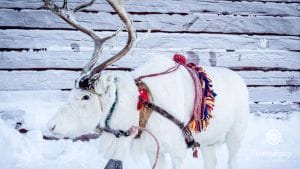 Reindeer are an important part of the Sámi culture.