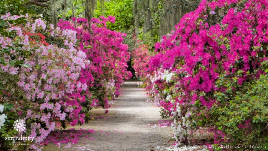 Azaleas in full bloom at Magnolia Plantation and Gardens