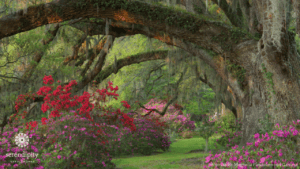 The azaleas at Magnolia Plantation and Gardens are spectacular!