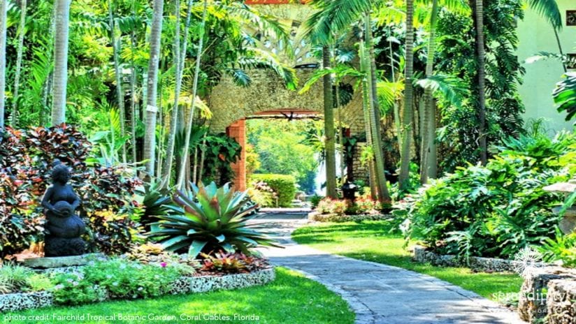 Fairchild Tropical Botanic Garden in Coral Gables, Florida is home to more than 1000 palm trees.
