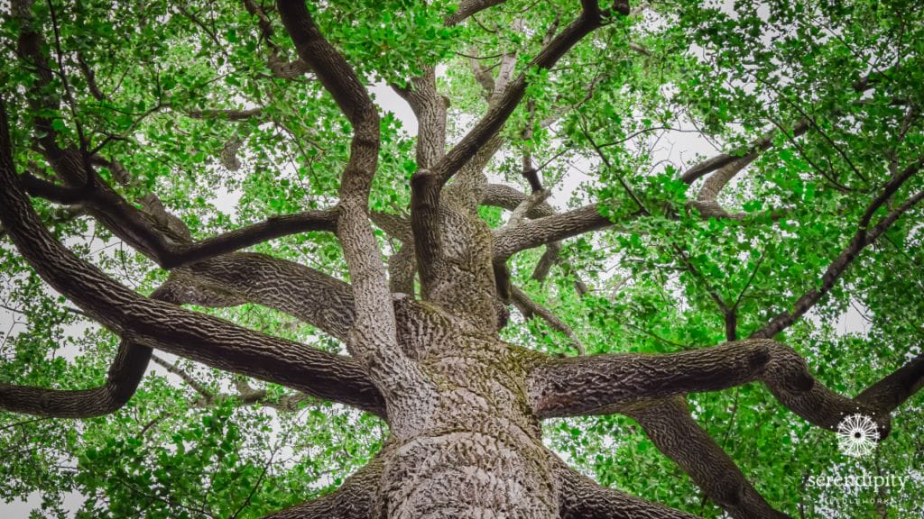 Peirce's Park is part of Longwood Gardens in Pennsylvania.