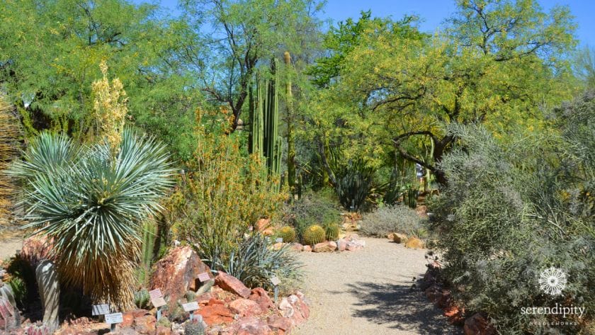 Welcome to Desert Botanical Garden!