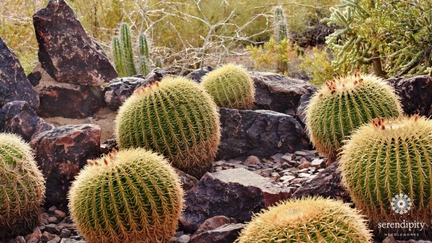Golden barrel cactus are short and squatty - and covered with prickly spines.