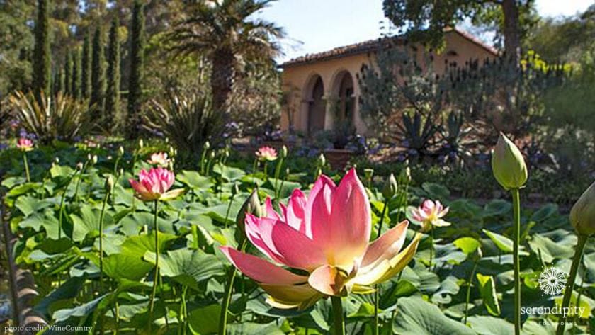 The lotus flowers bloom from late May through the summer.