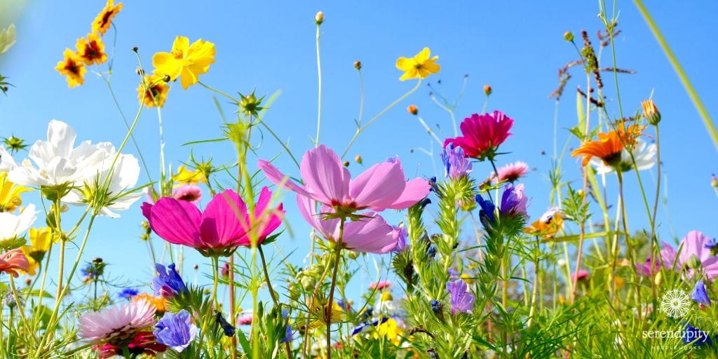 Join me for the Fabulous Flowers Needlepoint Workshop on July 25, 2020!