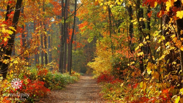 Take a walk in the woods to clear your mind and inspire your soul.